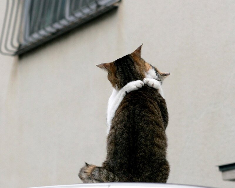 cat hugging another cat
