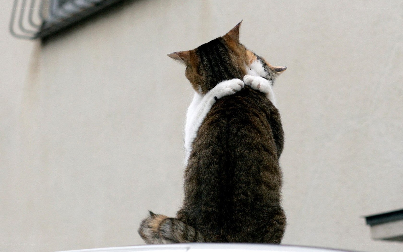 cat hugging another cat