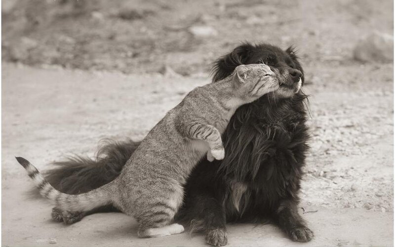 Cat Hugging Dog — Black, Affectionate, Photograph