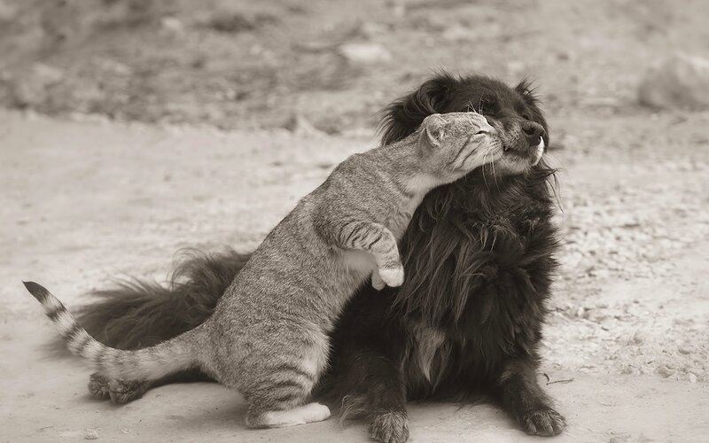 Cat Hugging Dog — Gray, Affectionate
