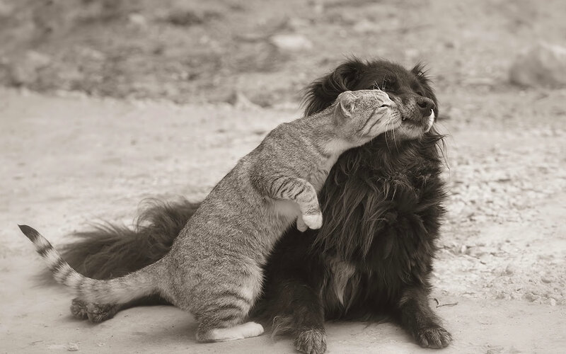 Cat Hugging Dog — Gray