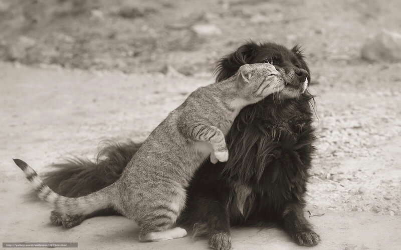 cat hugging dog