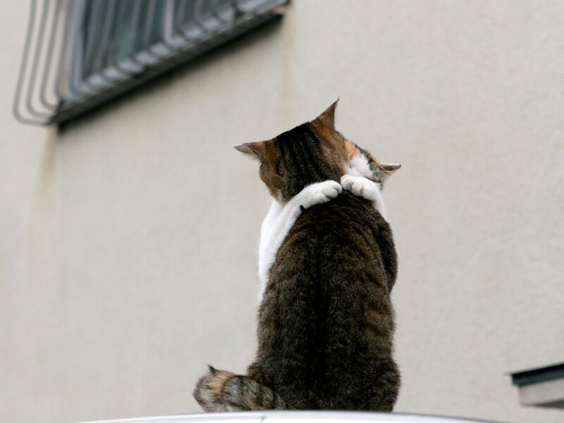 cat hugging itself