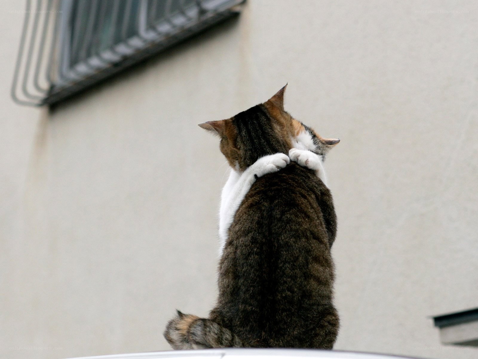 cat hugging itself
