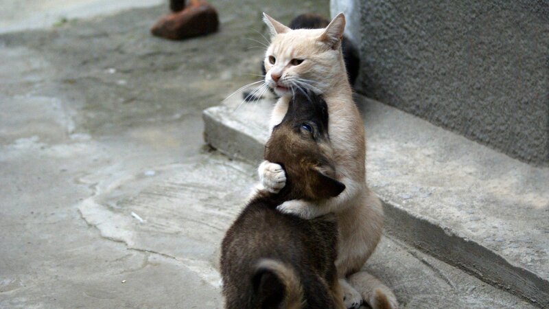 Cat Hugging Puppy — Beige, Calm, Afternoon