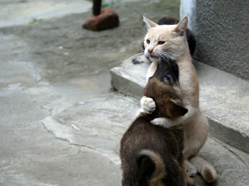 Cat Hugging Puppy — Beige, Calm, Photograph