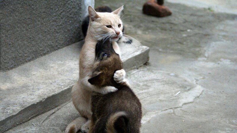Cat Hugging Puppy — Beige, Calm