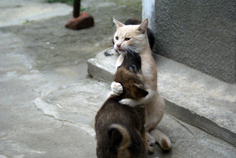 Cat Hugging Puppy — Beige, Playful, Afternoon, Photograph, Concrete Ground
