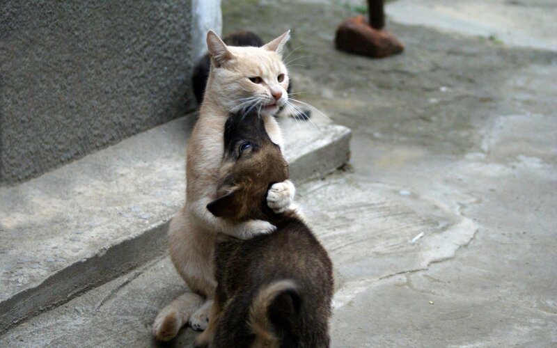Cat Hugging Puppy — Beige, Playful, Photograph
