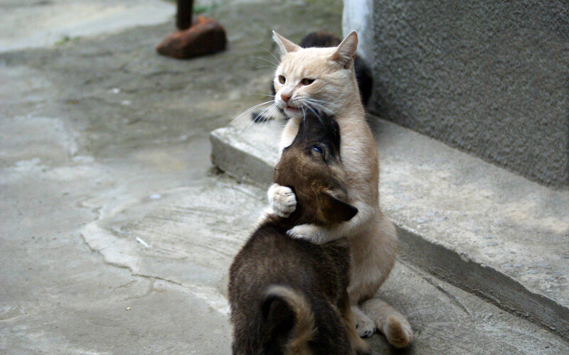 Cat Hugging Puppy — Beige, Playful