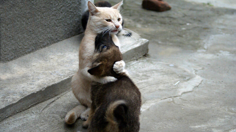 Cat Hugging Puppy — Gray