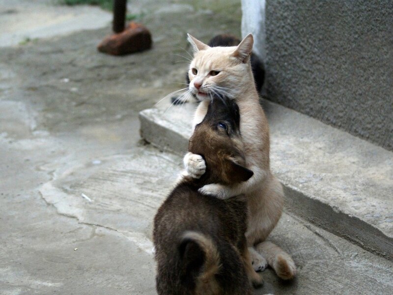 Cat Hugging Puppy