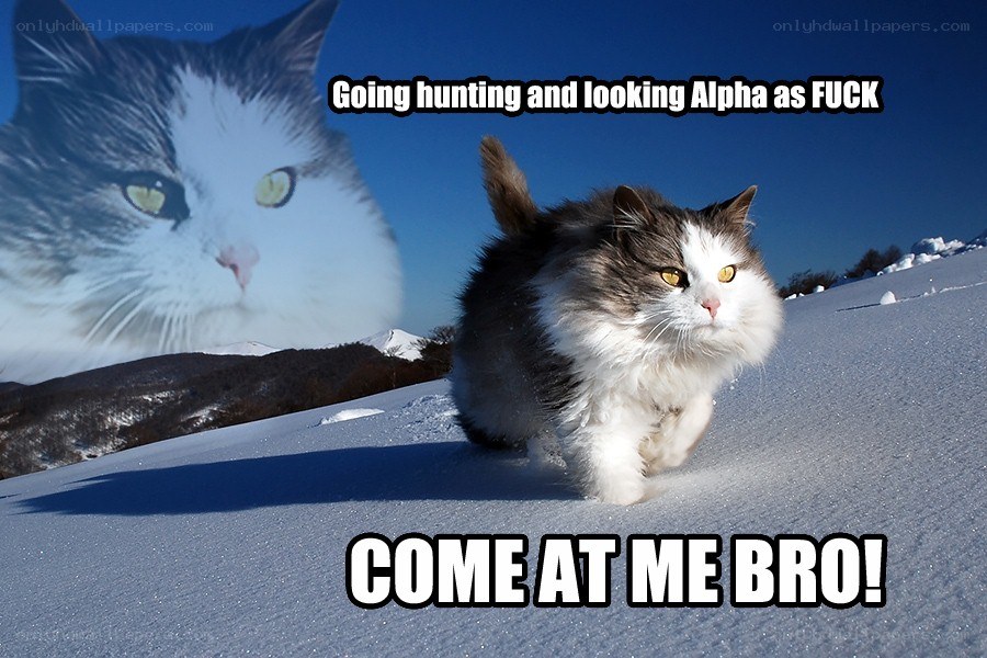 cat hunting in snow