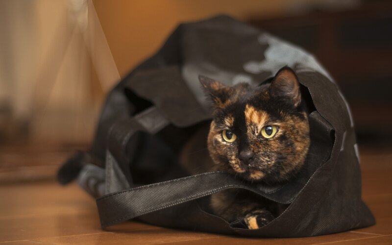 cat in a bag