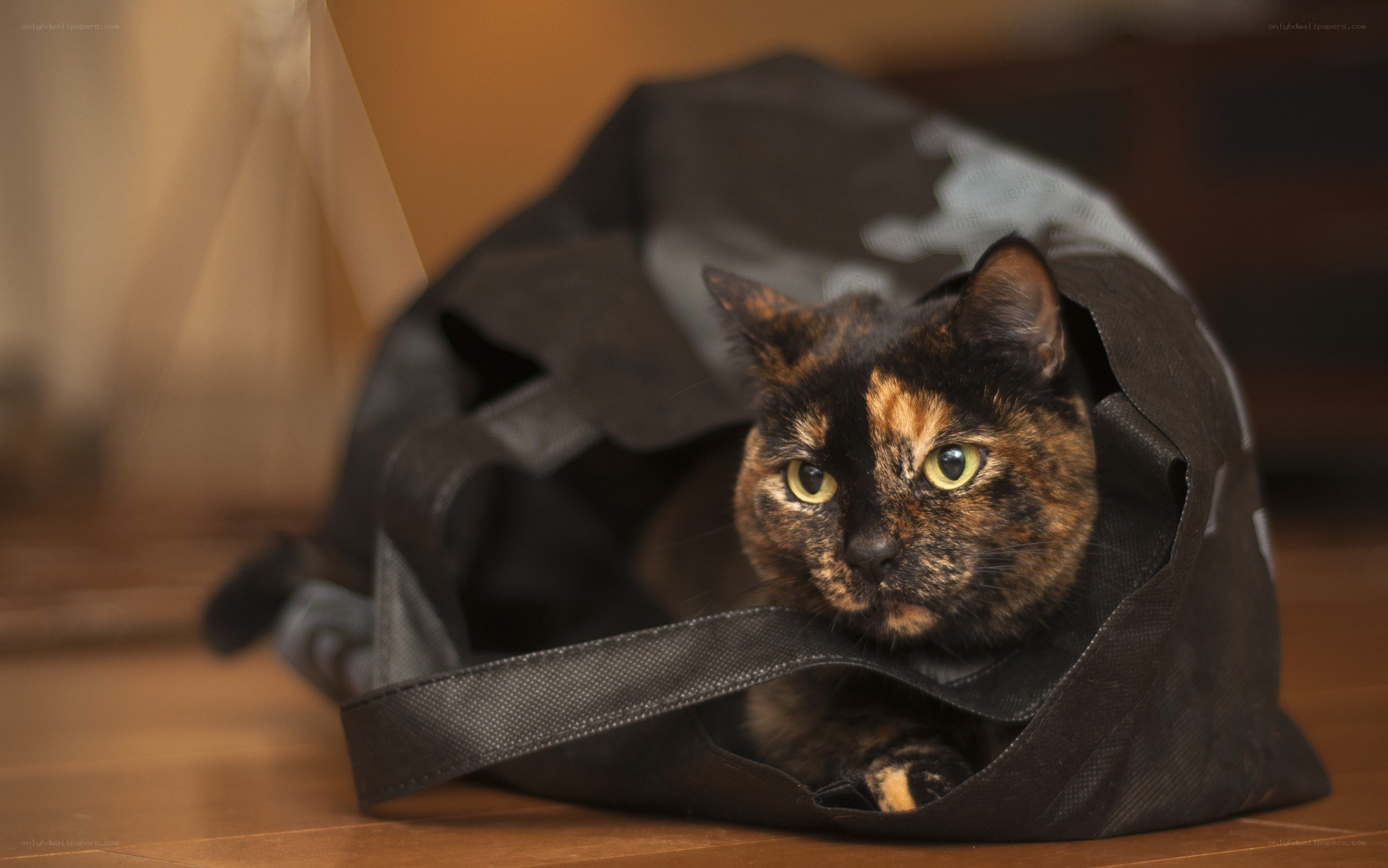 cat in a bag