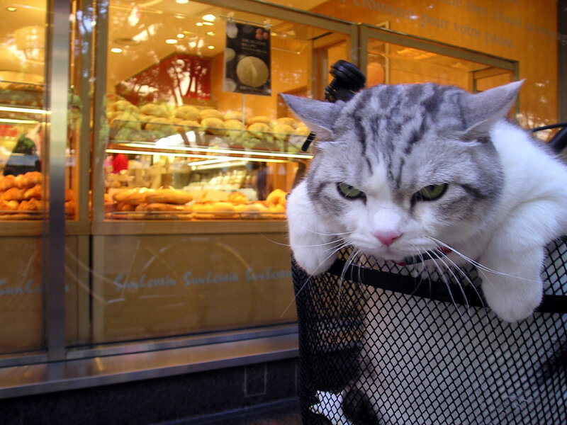 cat in a basket outside bakery