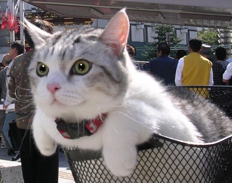 cat in a basket