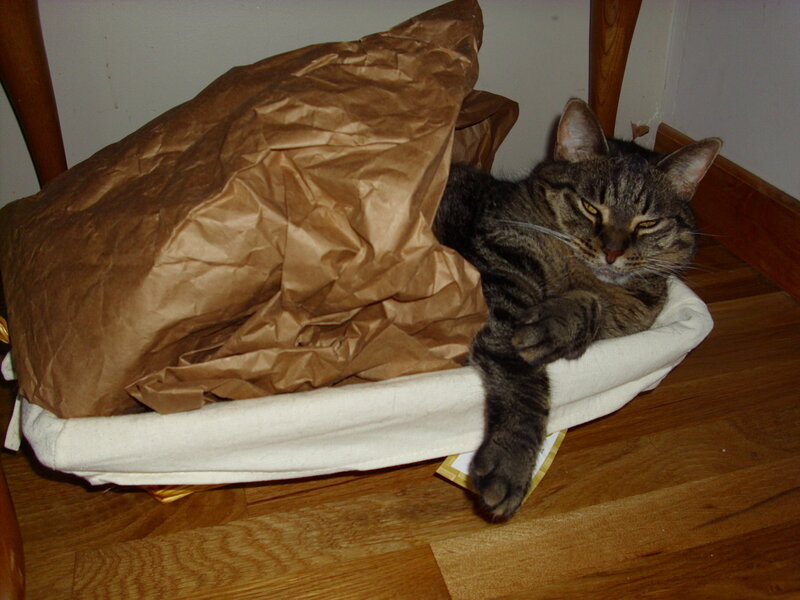 cat in a basket with paper