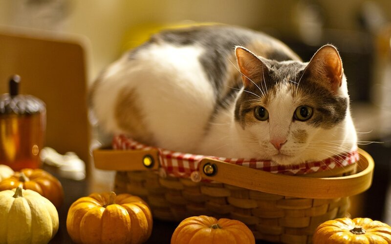 Cat in a basket with pumpkins