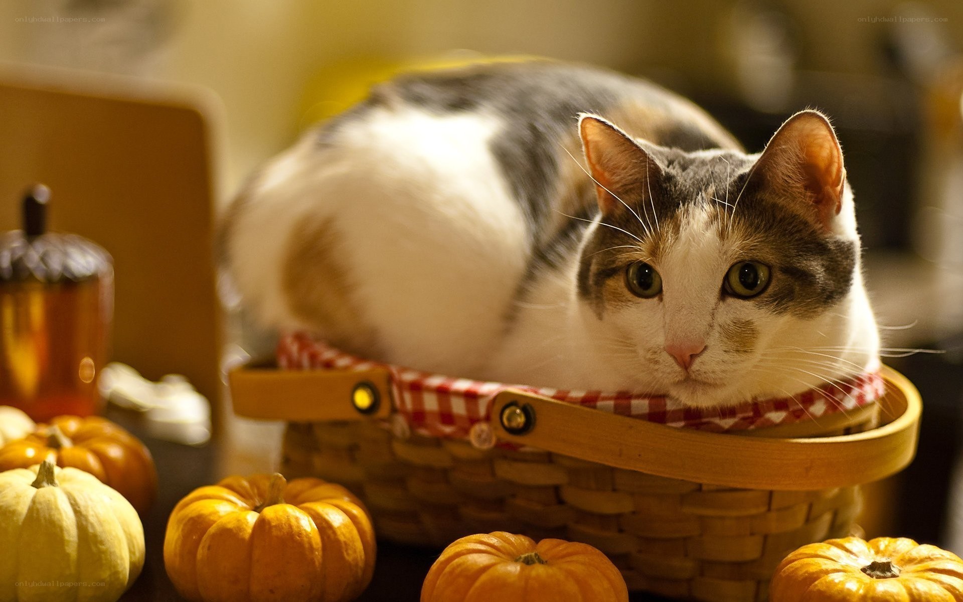Cat in a basket with pumpkins