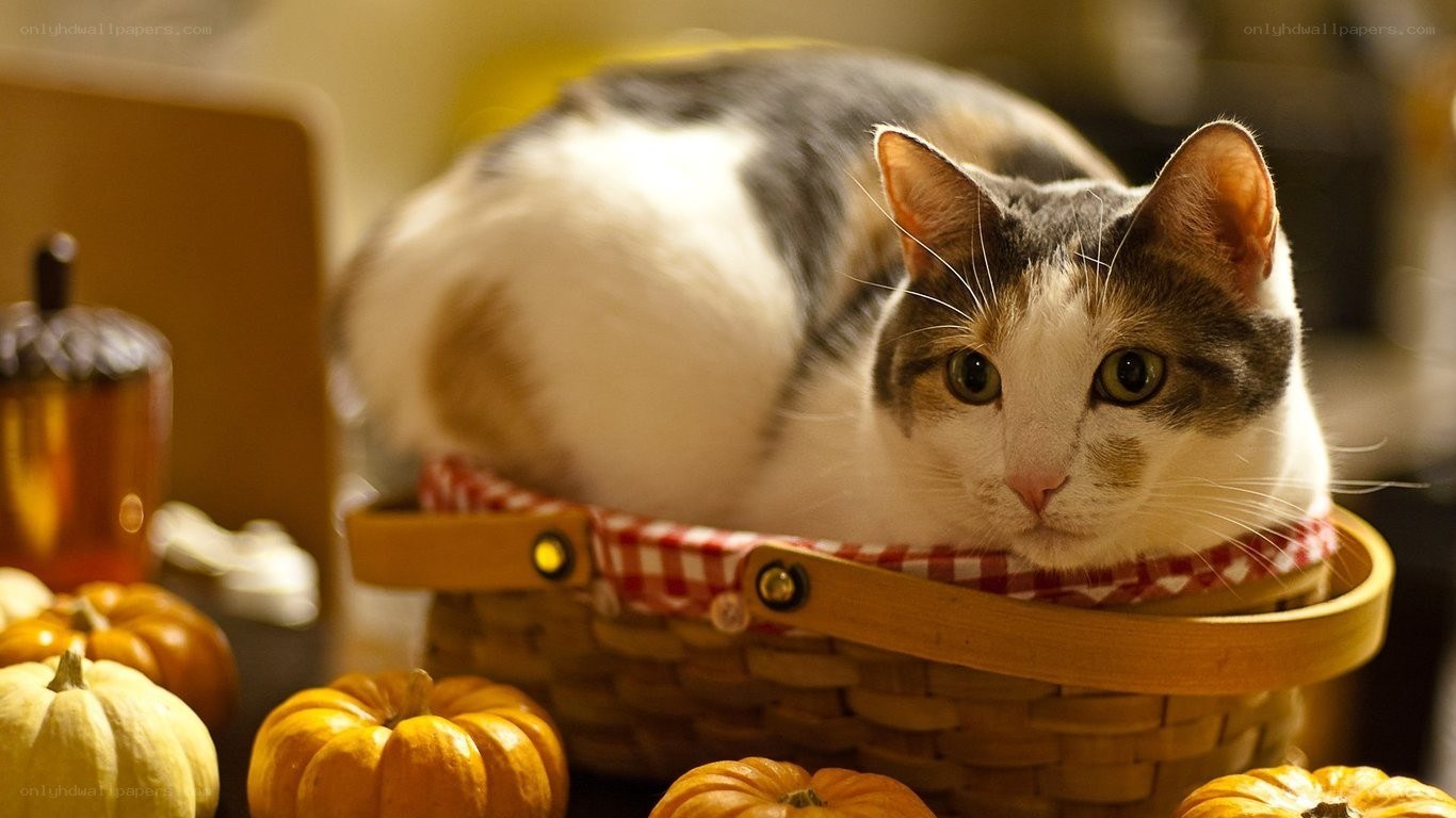 Cat in a basket with pumpkins