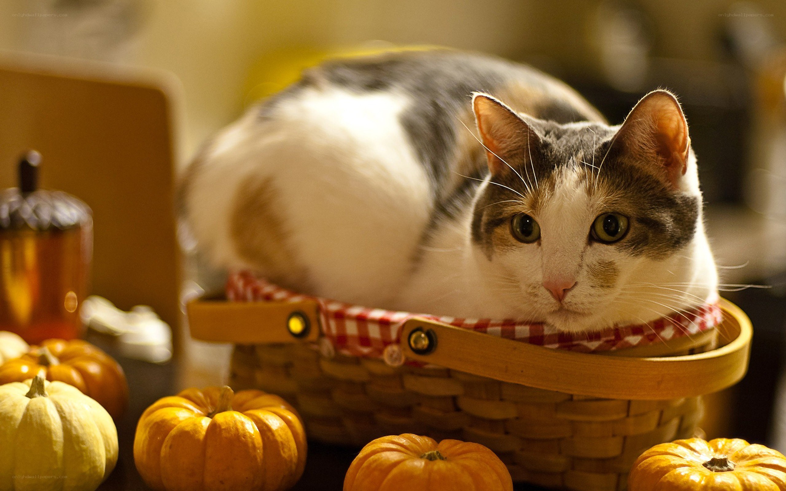 Cat in a basket with pumpkins