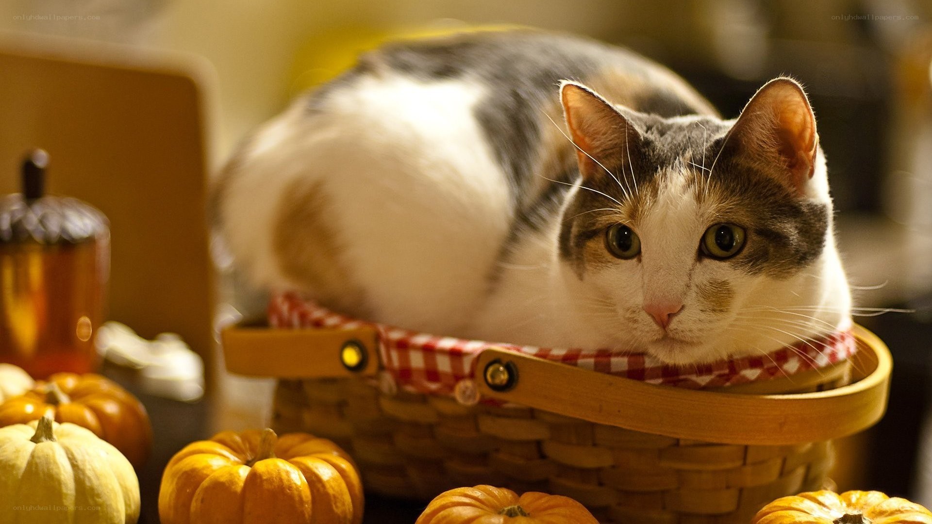 cat in a basket with pumpkins
