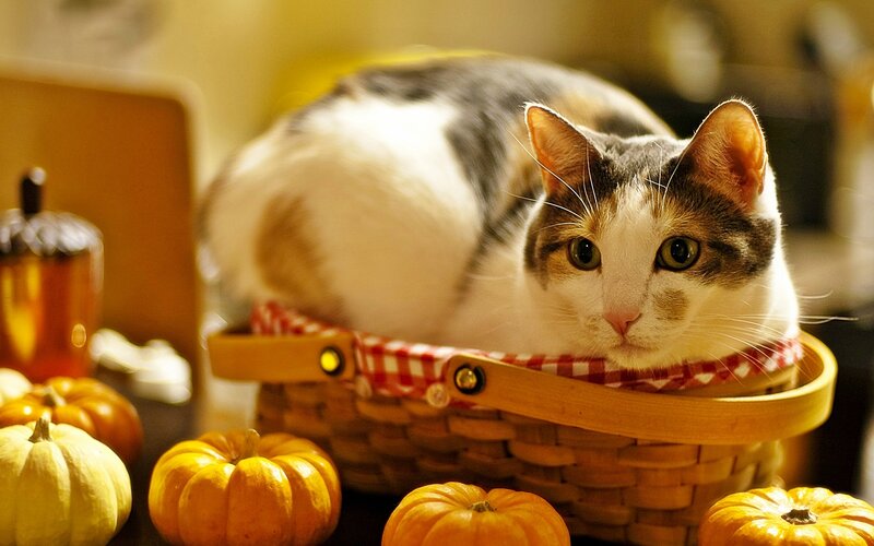 Cat in a basket with pumpkins