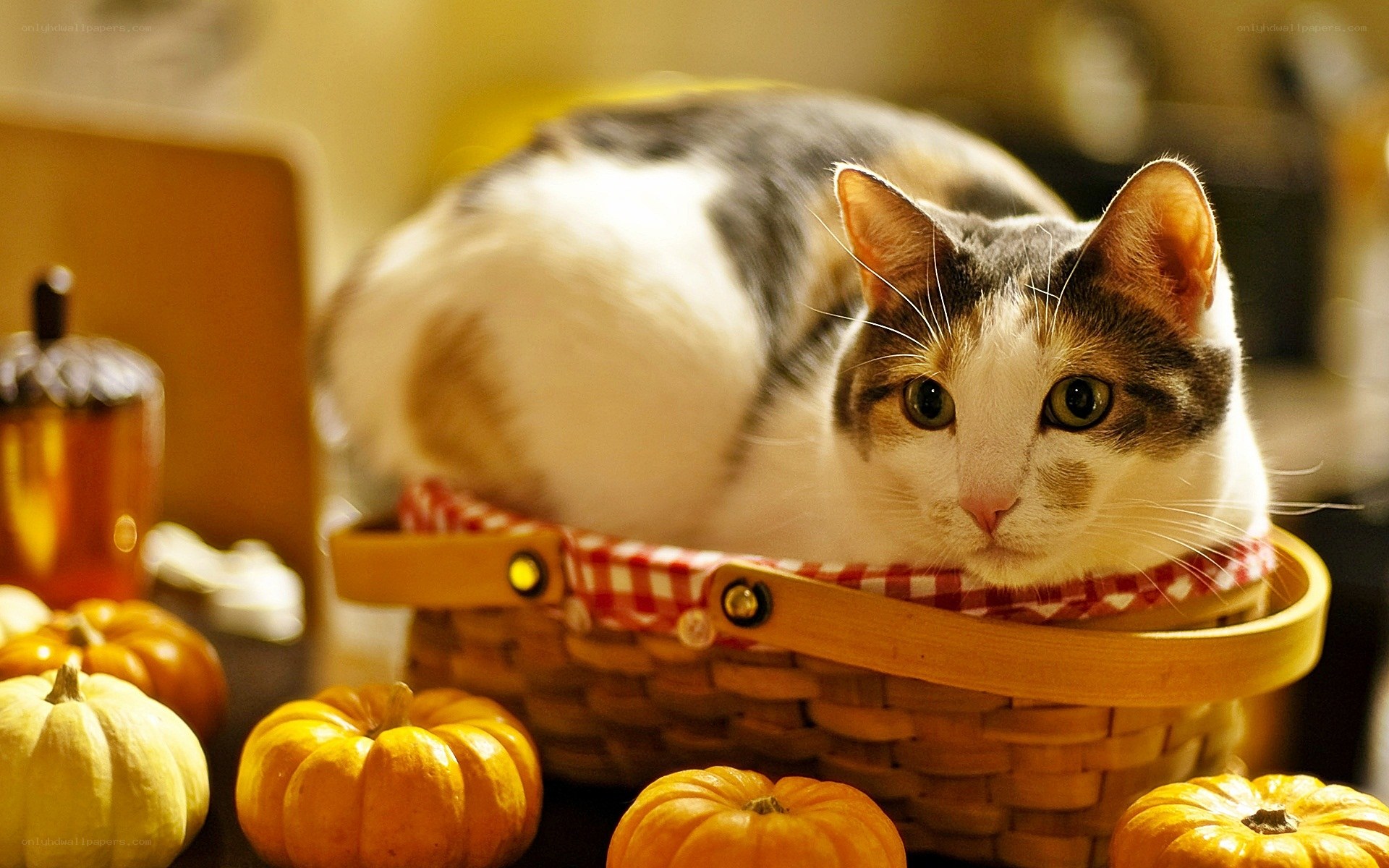 Cat in a basket with pumpkins