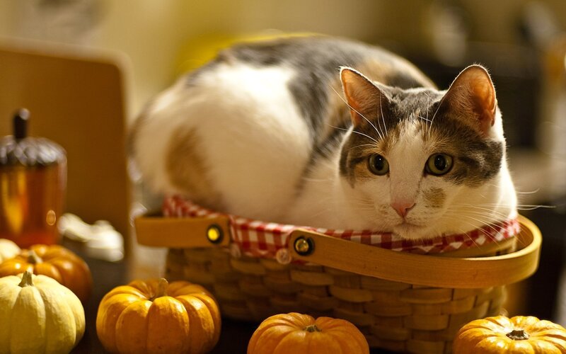 Cat in a basket with pumpkins