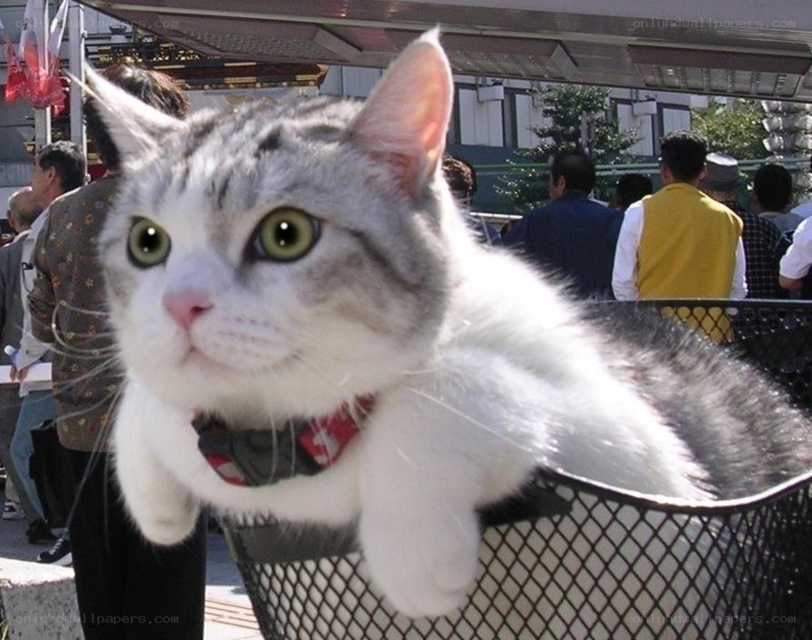 cat in a basket