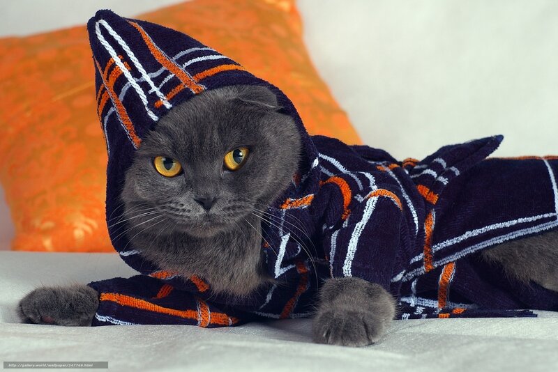 cat in a bathrobe