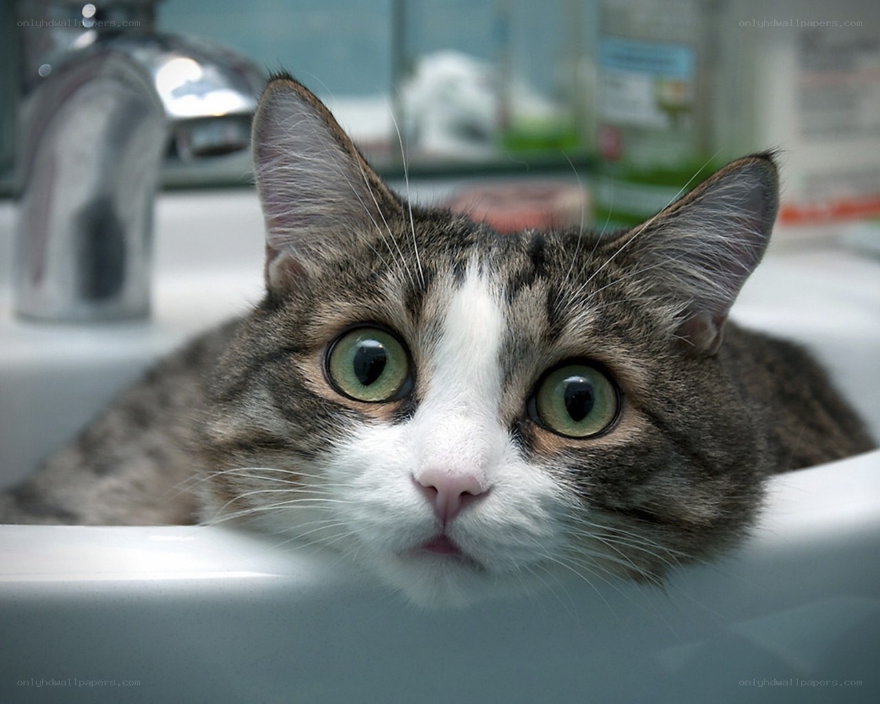cat in a bathroom sink