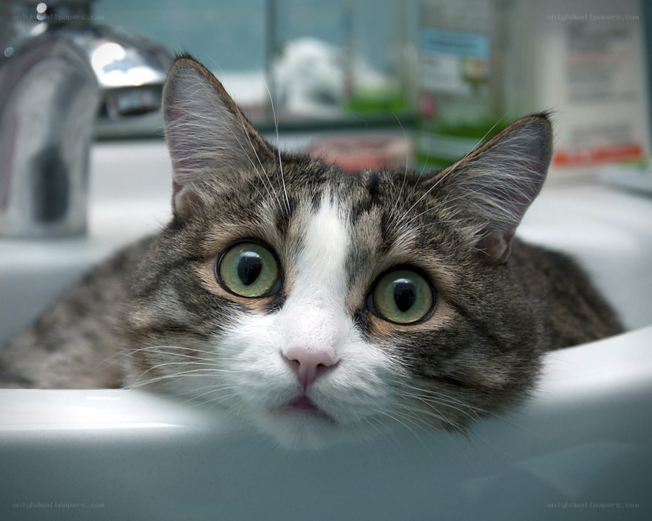 cat in a bathroom sink