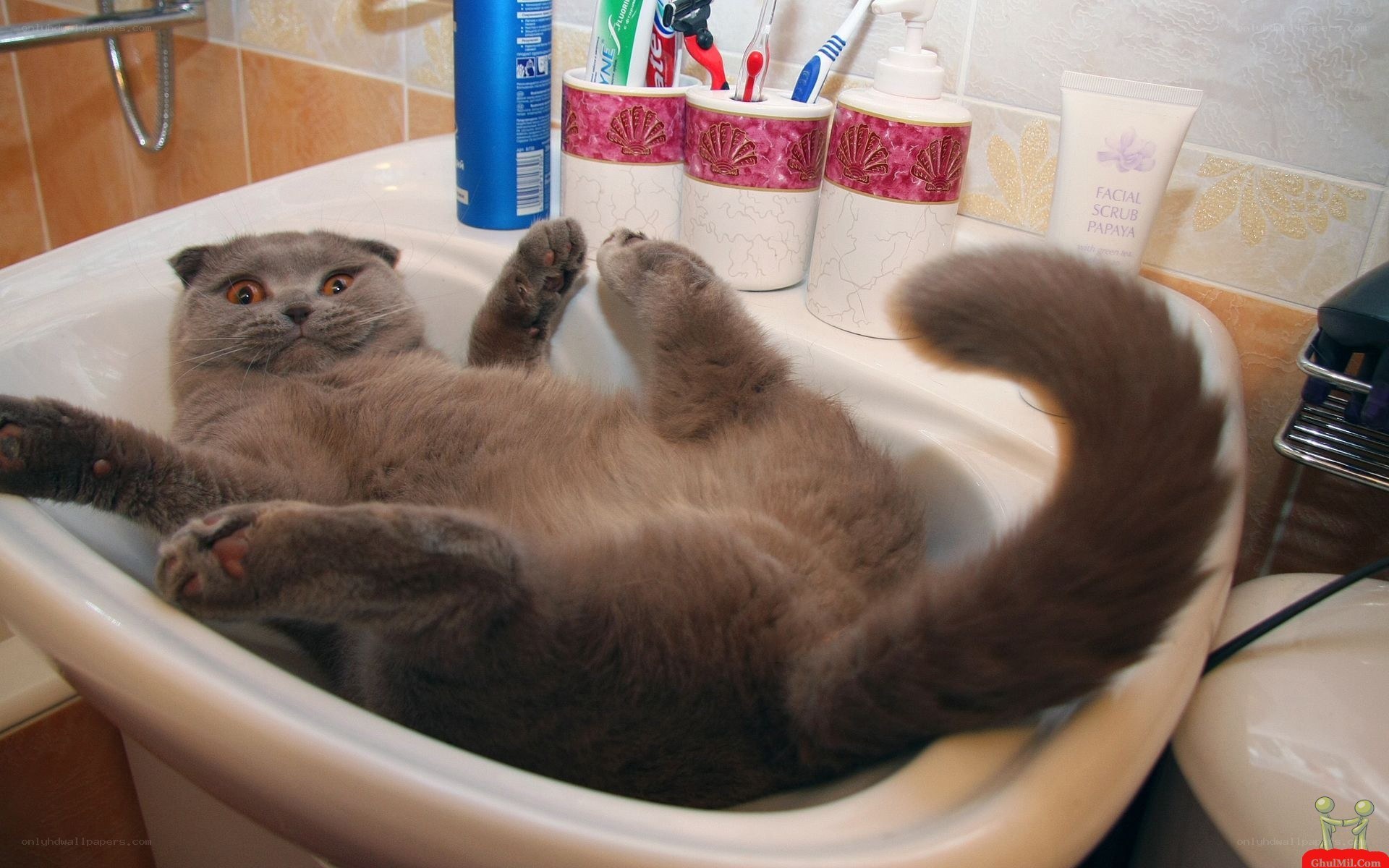 cat in a bathroom sink