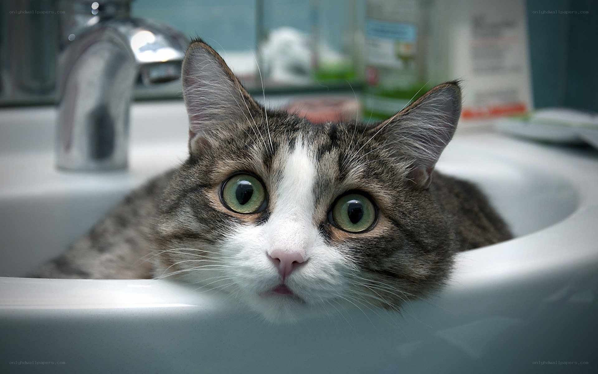 cat in a bathroom sink