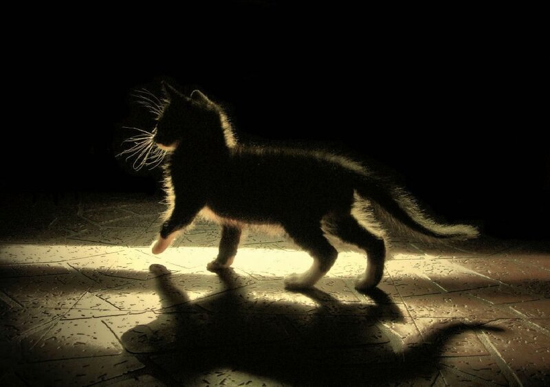 cat in a beam of light