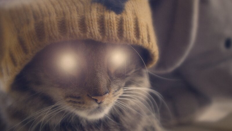 cat in a beanie hat