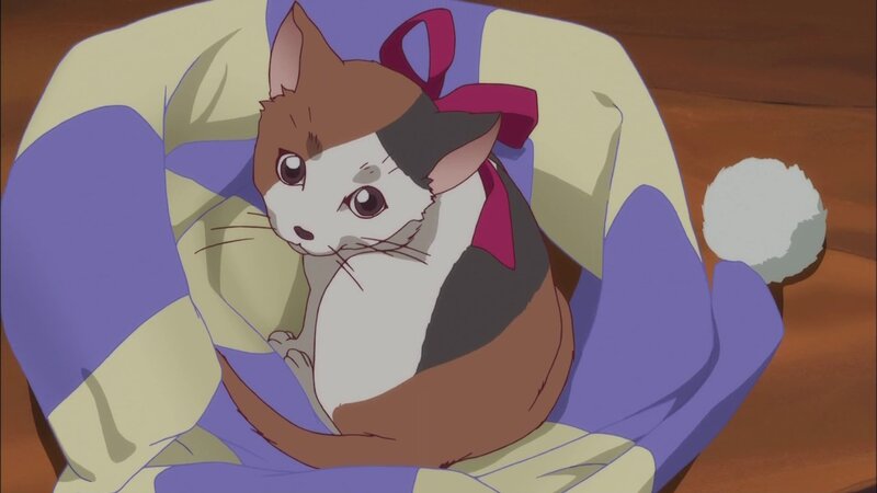 cat in a blanket