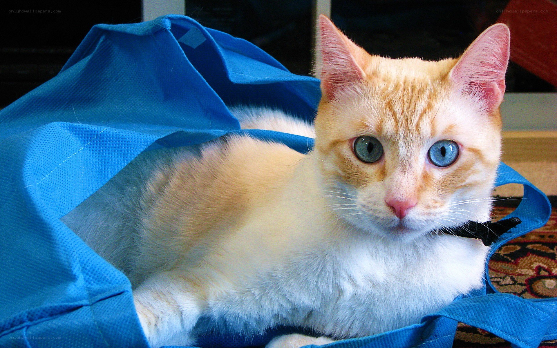cat in a blue bag