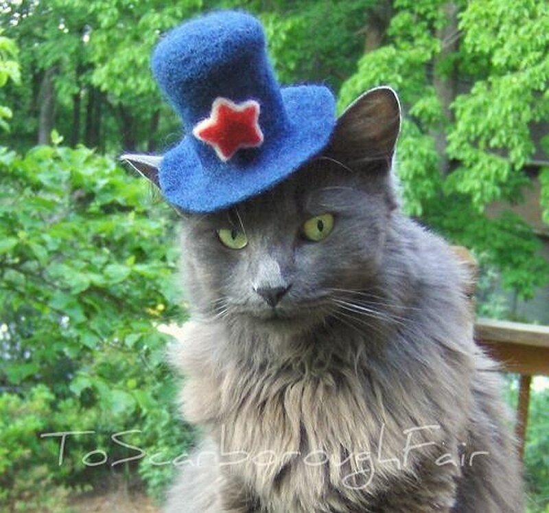 cat in a blue hat