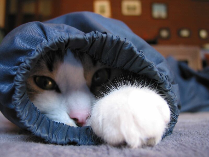 cat in a blue hood