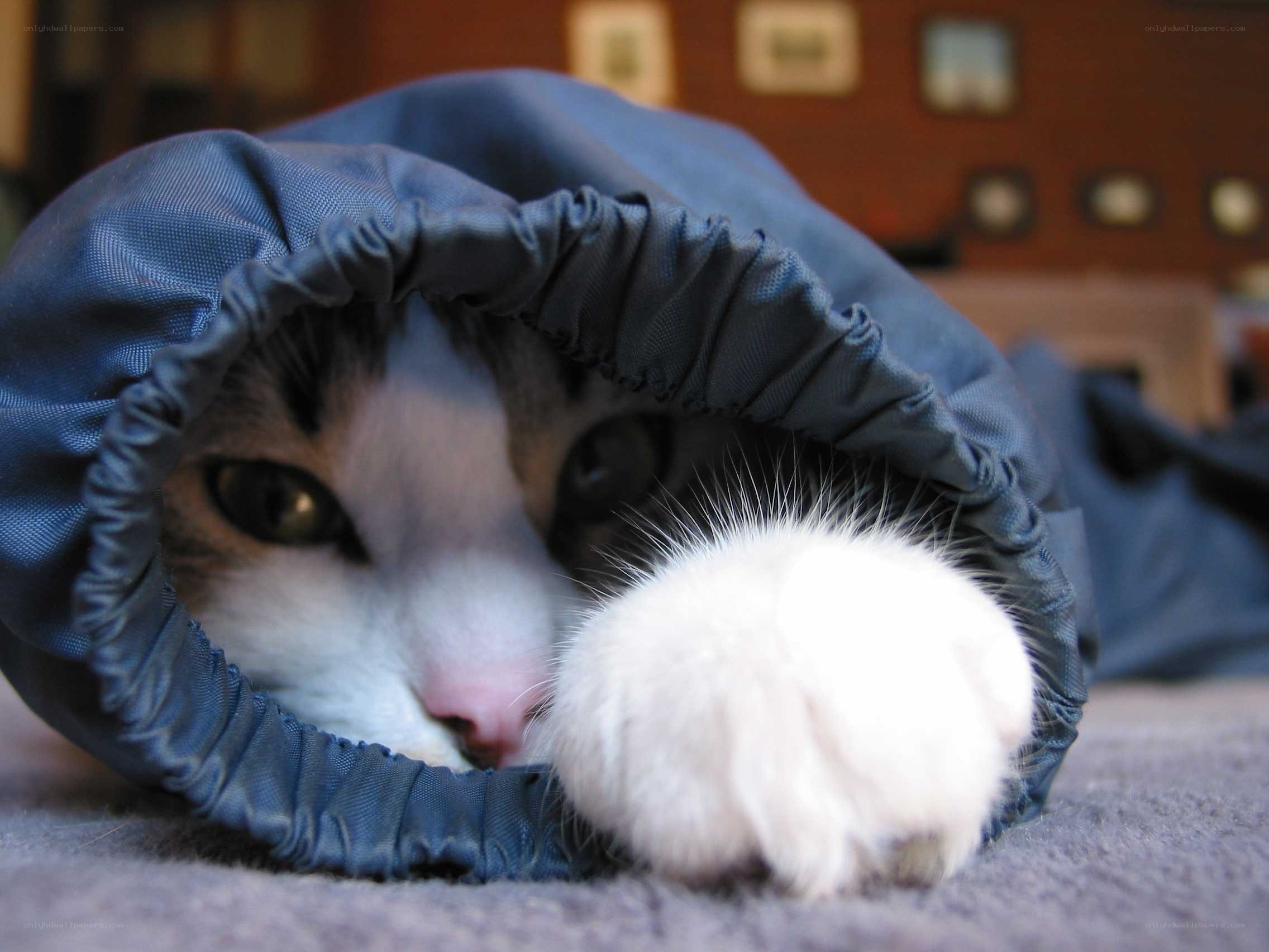 cat in a blue hood