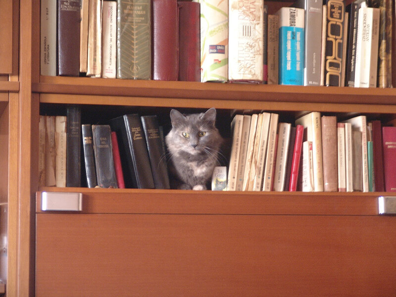 cat in a bookshelf