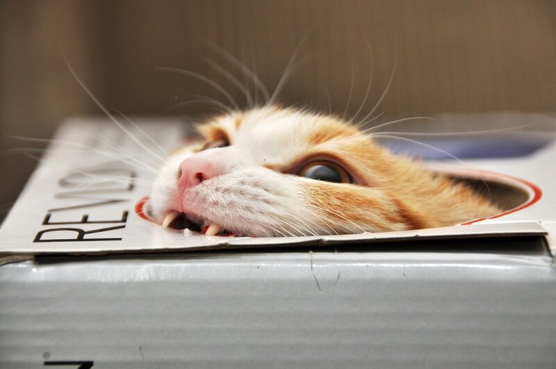 cat in a box