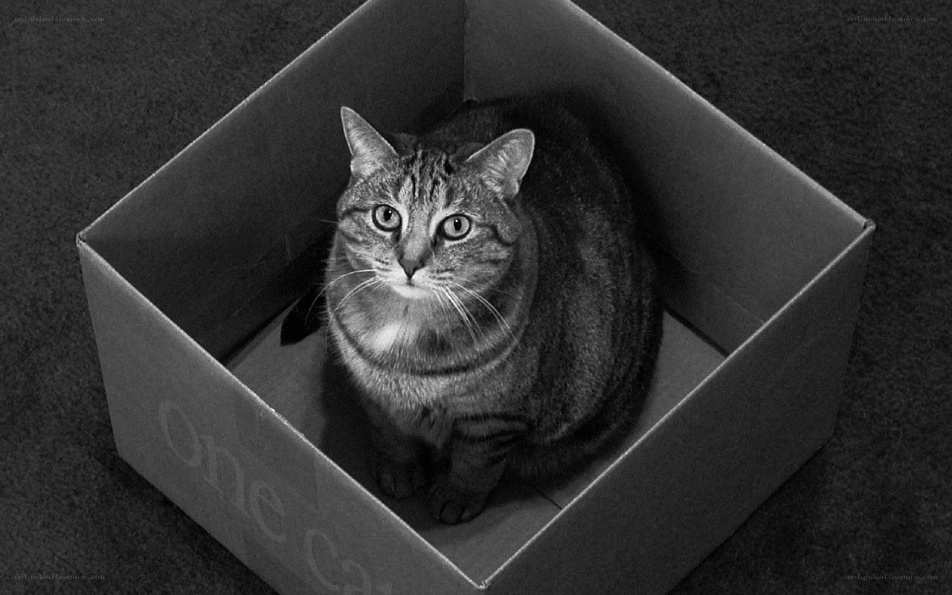 cat in a box
