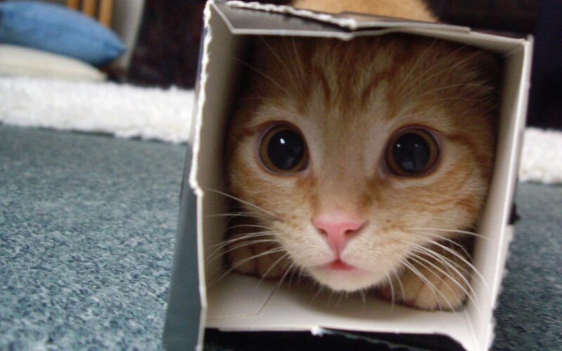 cat in a box