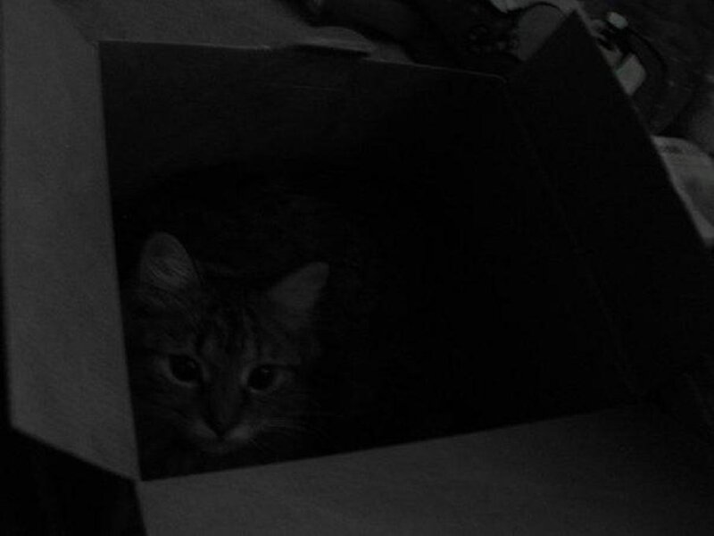 Cat in a Box — Black