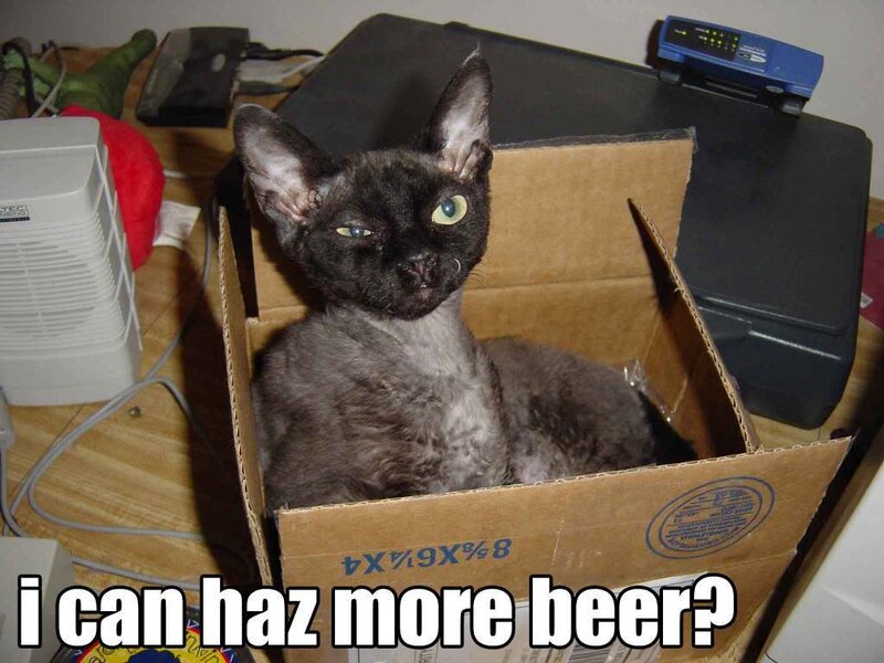 cat in a box meme