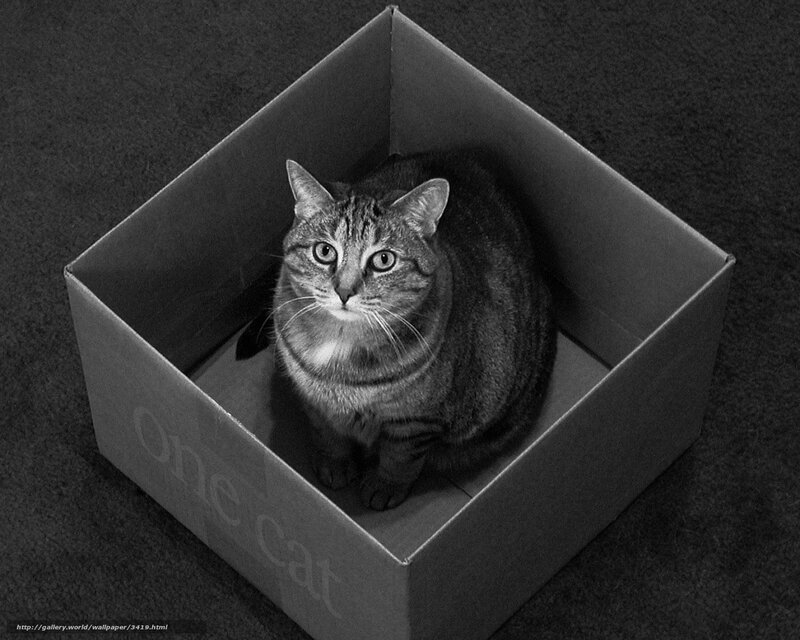 cat in a box